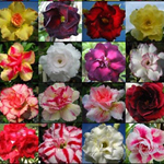Sementes de Rosa do Deserto: Adenium Sortida: 5 Sementes