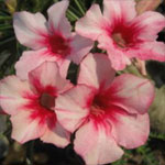 Sementes de Rosa do Deserto: Adenium Morninglory: 5 Sementes