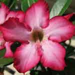 Sementes de Rosa do Deserto: Adenium Pinky: 5 Sementes