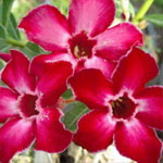 Sementes de Rosa do Deserto: Adenium Sara: 5 Sementes
