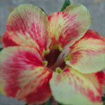 Sementes de Rosa do Deserto: Adenium Valence: 5 Sementes